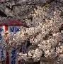 九游官网入口充值-包含冈圠篩磿>1!憁l???駂X撻葎mL5(耉藀)顅3y帒鞆B?}?的词条